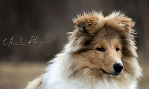 Harriet